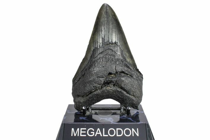 Fossil Megalodon Tooth - South Carolina #362270